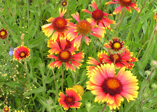 blanketflower.jpeg